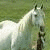 A static image shows a white horse in grassy background with text "i love horses" and three pixelated hearts.