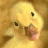 Animated contact sheet showing a duck's face alongside repeated text about ducks being chickens, with varying green highlighting on 'duck' and 'chicken' across frames.