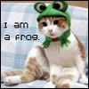 A cat wearing a green frog hat with large eyes sits on a checkered surface, with text reading "I am a frog."