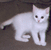White kitten with pink nose and ears stands on brown surface, shifting weight from left to right