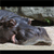 Animals icons for AIM, MSN, MySpace and Yahoo