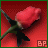 Red rose with green stem on red background, text animates from 'BP' to 'Love Is A Beautiful Thing'