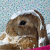 A split-frame contact sheet showing a pixelated rabbit icon on the left and green text logo on the right, both from an animated AIM buddy icon sequence.