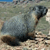 A pixelated animal lies on a sandy surface with a blurred background, its body angled diagonally across the frame.