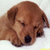 Pixelated close-up of a brown dog's face with dark eyes and nose, cropped to show only the head against a light background.