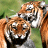 Two tigers with orange-brown fur and black stripes face forward in a close-up, their heads overlapping against a blurred green background.