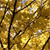 A pixelated static image of a tree with brown branches and yellow leaves against a blurred background.