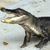 A pixelated crocodile with open mouth and visible teeth stands against a light background with scattered green and brown spots.