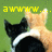 A pixelated image of two cats, one black and white with a white collar, the other orange, positioned against a green background with yellow text.