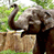 Animated contact sheet showing two elephant frames and a CoolBuddy.com logo frame on blue background.