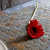 A red poppy flower with a white stem and green leaf against a blurred background of muted grays, browns, and blues.
