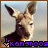 A pixelated kangaroo head with large ears and a brown coat, displayed in two side-by-side frames showing slight animation changes.