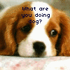 A brown and white dog with large dark eyes and a black nose appears in four with text overlays