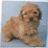 Pixelated image of a light brown dog with darker ears and muzzle lying on a blue background.