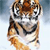 Animals icons for AIM, MSN, MySpace and Yahoo