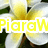 Yellow text 'Piraw' on white background with blurred yellow and green floral elements in background.