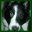 iconhell_gorgeousdivachic_ILoveMySheltieIcon