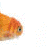 Animated sequence of a goldfish with orange and white coloring, transitioning from side view to back view against a plain background.