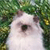 A pixelated close-up of a white animal with dark eyes and ears, set against a green leafy background.