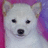 A pixelated dog image with text overlays on a four-quadrant background