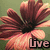 A flower with brown and orange petals and a dark center appears in four , each with a different word below it