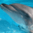 Dolphin head emerges from blue water with slight motion, gray and white body visible against turquoise background.