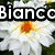 White daisy-like flowers with orange-yellow centers on green foliage background, overlaid with four distinct text blocks in bold black-outlined white lettering.