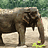 Animated elephant icon showing sequential trunk and head movements against a green foliage background with scattered yellow patches.