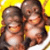 Pixelated static image of four cartoon monkeys with brown fur and orange faces against a yellow background, arranged in a 2x2 grid pattern on a white contact sheet.