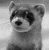 A grayscale animated icon of a raccoon-like animal with dark eye patches, small rounded ears, and a light-colored snout, positioned against a blurred background.