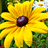 A 48x48 pixel buddy icon featuring a yellow flower with a dark brown center on the left side, transitioning to a green background with faint repeating patterns on the right side.