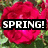 A four- of red roses with green foliage, displaying text that reads 'SPRING! is here!' across the top two