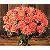 Pixelated static image of two pinkish-red flowers with green stems and leaves against a dark brown background.