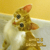 Animated sequence of a cat with orange-brown fur and white chest, showing text changes from 'WHEN I GROW UP...' to 'I SHALL BE... A LION' against a yellow wall and white baseboard.