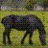 A static image shows a black horse grazing on grass and a pink cherry tree with red text reading "Black Horse & A Cherry Tree" against a black background.