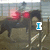 A pixelated animation of a horse and rider with red circular shapes in the background, displaying sequential text: "I", "Can", and "Fly".