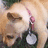 A static image shows a dog with a pink collar and tag on the left, next to bright yellow background text reading "I LOVE Pumpkin!" in pixelated magenta letters.