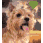 A pixelated dog with light brown fur and a pink tongue sticks out its mouth, wearing either a green or pink heart-shaped accessory on top of its head.