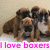 A group of brown and black puppies with white markings on a light background, with pink text reading "I love boxers" at the bottom left.