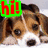 A dog's face appears in four with 'hi!' text changing color across each