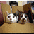 Four distinct animal scenes arranged in a : two cats on a couch, two cats climbing a railing, one dog with a leash, and two dogs nuzzling