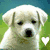 A white puppy with dark eyes and nose appears in two side-by-side , each with a heart symbol; the left has a white heart while the right shows an orange heart