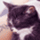 A pixelated image of a black and white cat and a smiling person with dark hair, with text overlays reading 'MMA8I' and 'MARU' in purple.