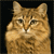 Animals icons for AIM, MSN, MySpace and Yahoo