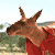 Animated sequence showing a kangaroo in red clothing with background variations and repeated text elements.