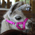 A four- shows a dog with a pink collar, green background text bubble reading 'You are so jealous of my', blue with red text 'LLAMA!!!', and gray empty space