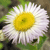 A pixelated close-up of a flower with white petals and a yellow center, set against a blurred green and brown background.