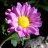 A pixelated purple flower with a yellow center and green leaves against a dark background.