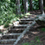 Pixelated static image of a forest scene with dense green foliage, tree trunks, and a winding path or stream under dappled light.