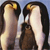 Animals icons for AIM, MSN, MySpace and Yahoo